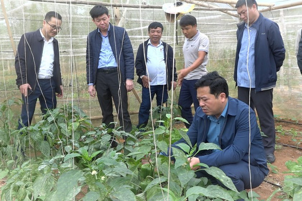 Quan Sơn (Thanh Hóa): Thoát nghèo nhờ mô hình trồng rau sạch an toàn 