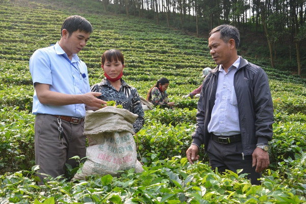 Triệu Sơn (Thanh Hóa): Hiệu quả từ một Chương trình nông nghiệp bền vững 