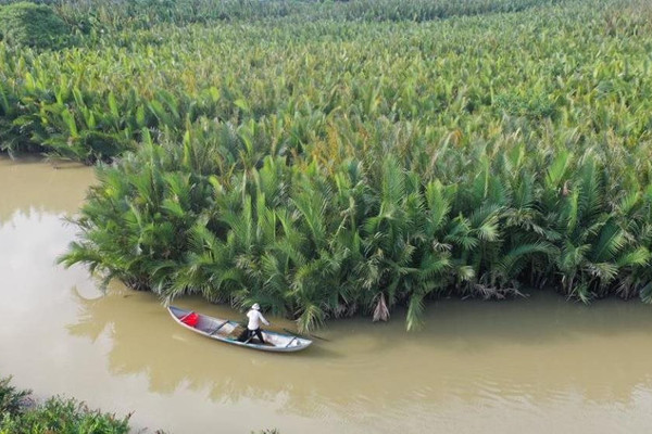 Quảng Ngãi: Bảo tồn rừng dừa nước gắn với sinh kế bền vững