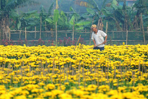 Làng hoa Phú Mậu (Thừa Thiên - Huế): Trồng hoa trên giàn… vượt lũ đón xuân
