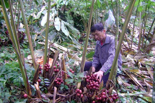 Hà Giang: Giảm nghèo bền vững nhờ sản xuất thảo quả