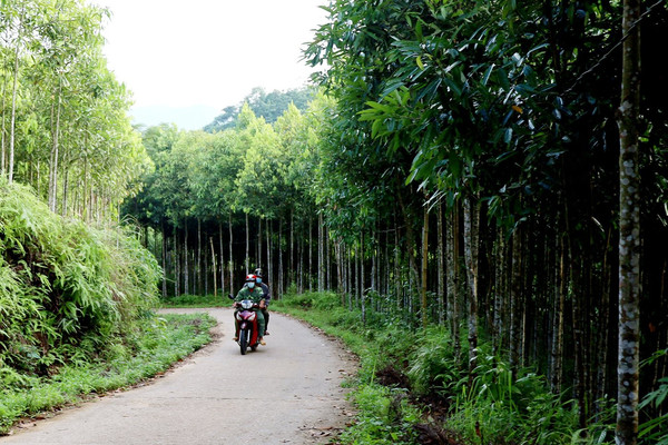 Bảo Yên - Lào Cai: Đổi thay từ cây quế