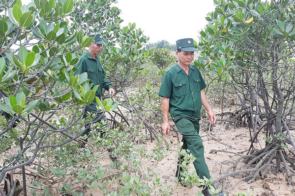 Nỗ lực bảo vệ giá trị rừng ngập mặn Đồng Rui