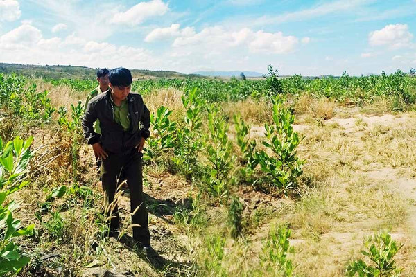 Quỹ Bảo vệ và Phát triển rừng tỉnh Kon Tum: Nâng cao hiệu quả chính sách chi trả dịch vụ môi trường rừng