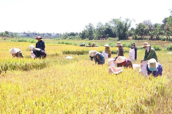 Kbang - Gia Lai: Gắn đất sản xuất với phát triển kinh tế