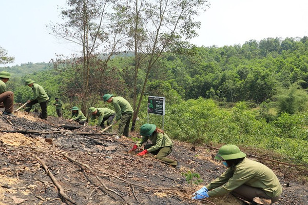 Cùng chương trình “sống khỏe, góp xanh” trồng rừng tại Hà Tĩnh
