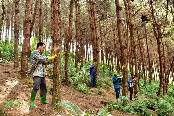 Tiềm năng phát triển cây cao su ở Lào Cai 

