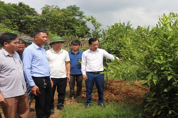  Phát triển cây trồng xóa đói giảm nghèo ở Vũ Quang