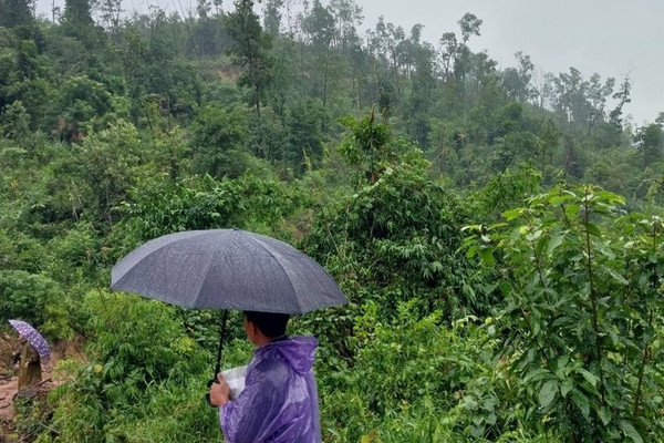 Thừa Thiên – Huế: Khai thác rừng trái phép, một phụ nữ bị xử phạt 85 triệu đồng