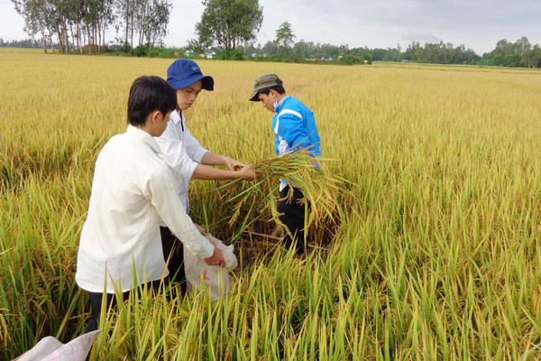 An Giang: Đánh giá tác động của lũ đến tính bền vững của nông dân trồng lúa