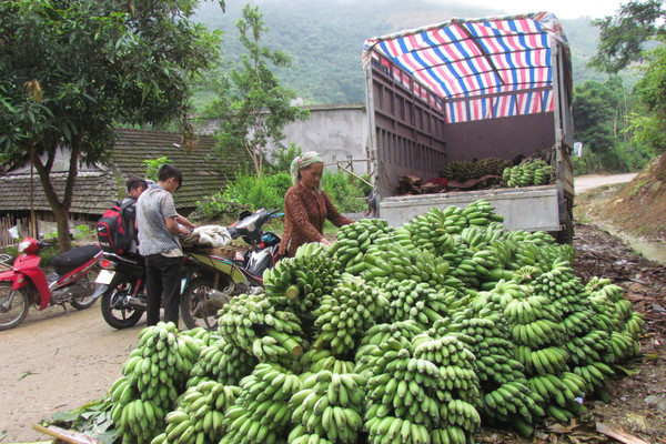 Phong Thổ (Lai Châu): Tìm hướng thay cây chuối để mang lại kinh tế cao hơn