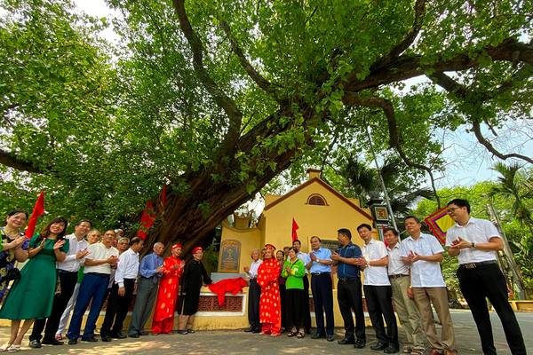 Cây 500 tuổi ở Song Khê được công nhận “Cây di sản Việt Nam”