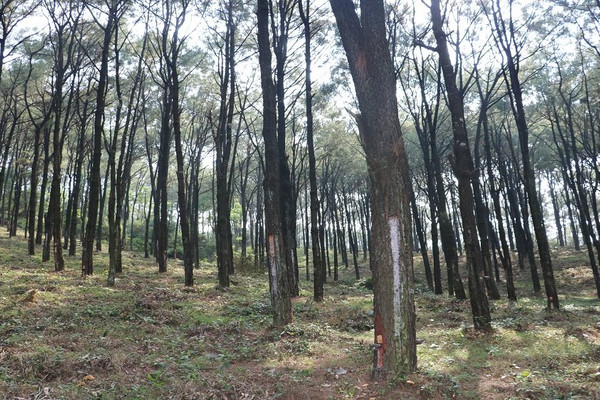 Hà Tĩnh ứng phó BĐKH: Phát triển rừng theo tiêu chuẩn FSC