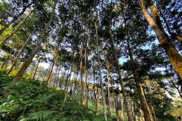 Vị Xuyên (Hà Giang): Cải thiện cuộc sống nhờ giao đất, giao rừng