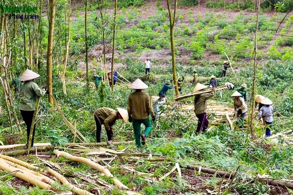 Chuyển đổi mục đích sử dụng đất Lâm nghiệp huyện Quỳ Châu (Nghệ An): Quan tâm lợi ích của dân