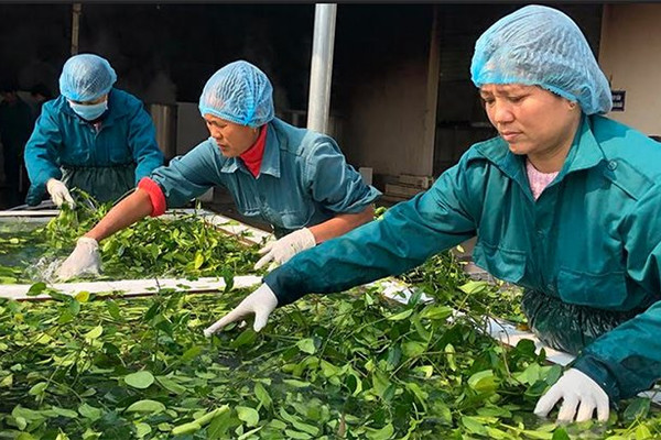 Yên Bái: Phát triển cây dược liệu để xóa nghèo