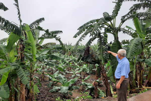 Tiếp bài hàng trăm hộ dân “mất quyền” sử dụng đất nông nghiệp: Thanh tra tỉnh đã vào cuộc