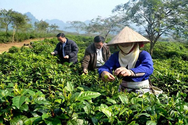 Tuyên Quang: Tăng hệ số sử dụng đất, tăng thu nhập cho nông dân