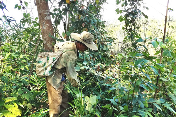 Kon Tum: Vận động người đồng bào DTTS bảo vệ rừng