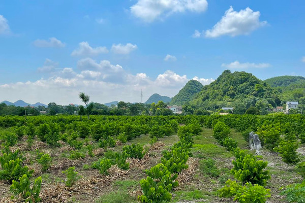 Ninh Bình: Tận dụng đất hoang đồi núi phát triển kinh tế vùng DTTS