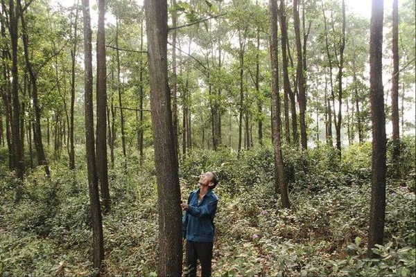 Chứng chỉ rừng bền vững ở Quảng Trị: Nâng cao chất lượng và hiệu quả kinh tế rừng