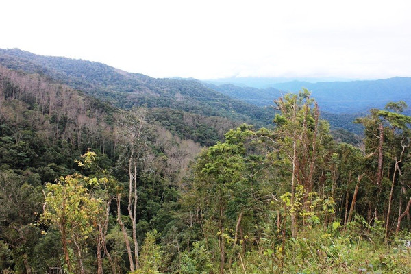Sơn Tây (Quảng Ngãi): Phát triển rừng bền vững ứng phó BĐKH