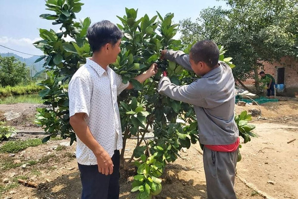 Quảng Nam: Trao cây giống tạo sinh kế bền vững cho thanh niên