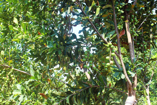 Lai Châu chú trọng phát triển cây mắc ca