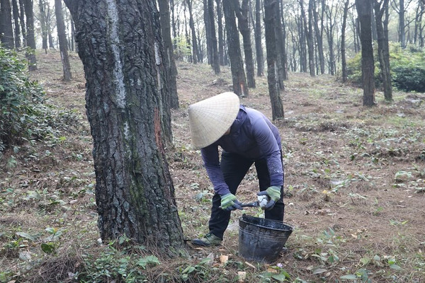 Giao khoán bảo vệ rừng giúp người dân thoát nghèo