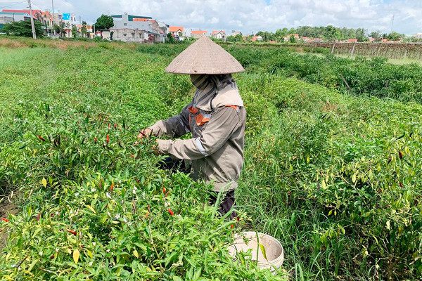 Quảng Yên (Quảng Ninh): Tạo điểm tựa để người dân nâng cao đời sống, không tái nghèo