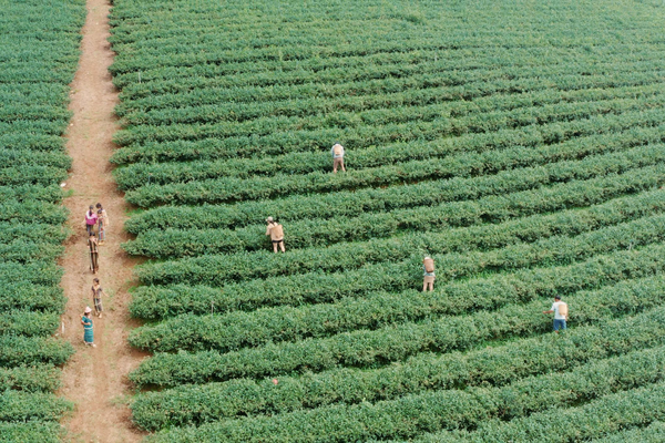 Vẻ đẹp nguyên sơ của Bảo Lâm - vùng nguyên liệu trà lớn tại Việt Nam