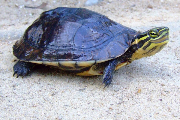 Bình Định khảo sát vùng phân bố của rùa Trung bộ: Cơ sở cho hoạt động bảo tồn, tái thả về tự nhiên