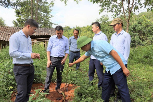 Điện Biên: Giảm 30.430ha các dự án trồng mắc ca