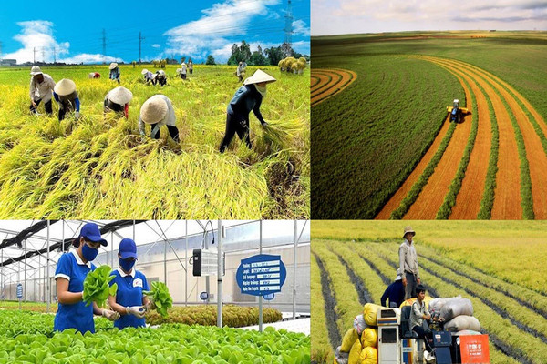 Bắc Ninh: Nông nghiệp xanh, sạch góp phần nâng cao đời sống người dân
