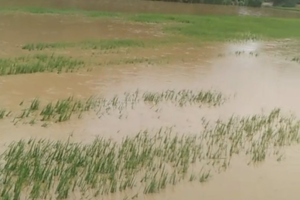 Huyện Điện Biên: Gần 36.000 ha cây nông nghiệp hư hại do thiên tai