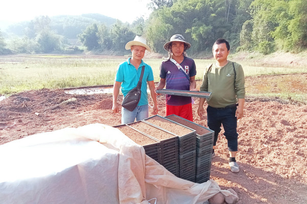 Bắt lúa sai bông nơi lòng chảo Điện Biên
