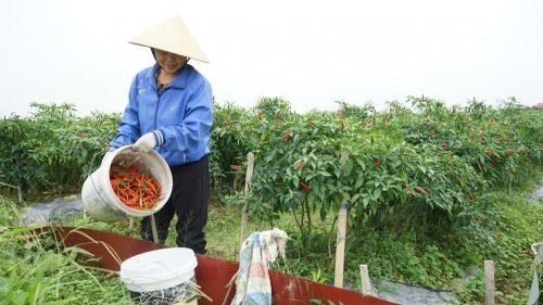 Phú Thọ: Đưa cây ớt vượt biên