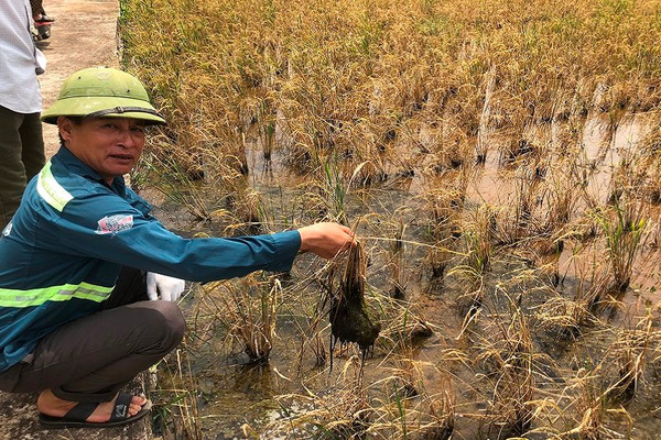 Thái Thụy – Thái Bình: Hơn 170 ha lúa chết bất thường