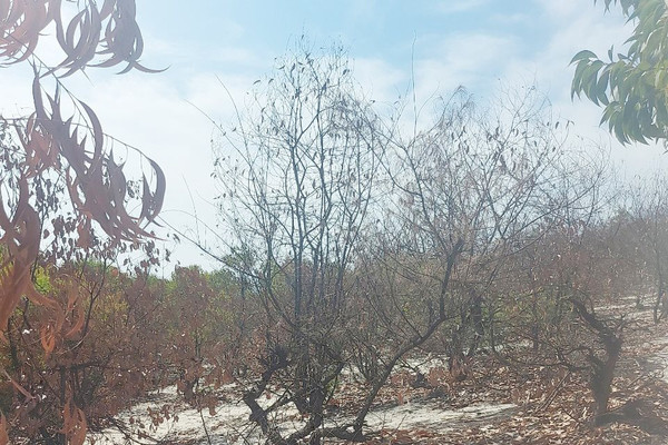 Thừa Thiên – Huế: Rừng phòng hộ ven biển chết khô hàng loạt