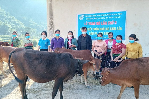Quan Sơn (Thanh Hóa): Hiệu quả từ mô hình vay vốn nuôi bò sinh sản