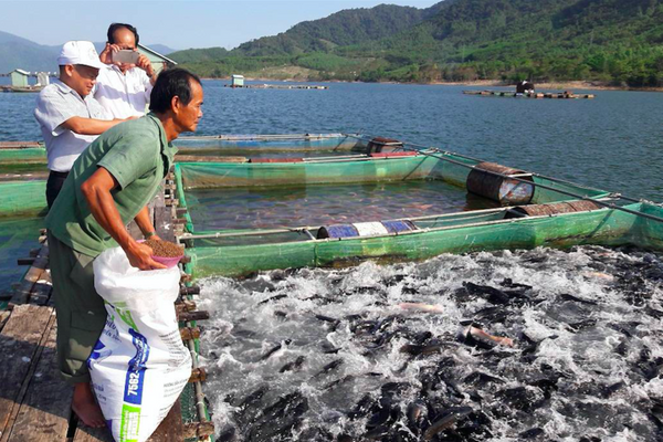 Ý Yên – Nam Định: Đẩy mạnh sản xuất chăn nuôi tập trung, hướng đến bảo vệ môi trường
