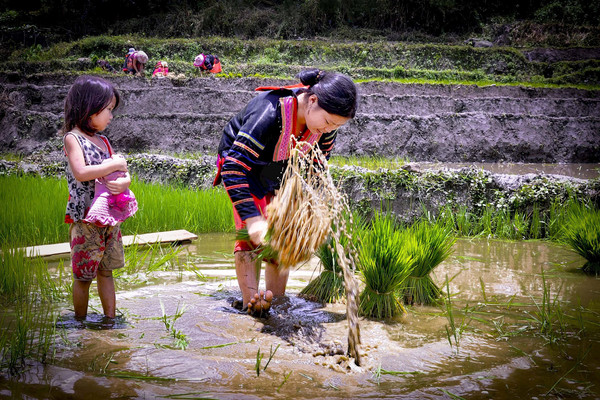 Điện Biên: Ứng phó biến đổi khí hậu trong sản xuất nông nghiệp