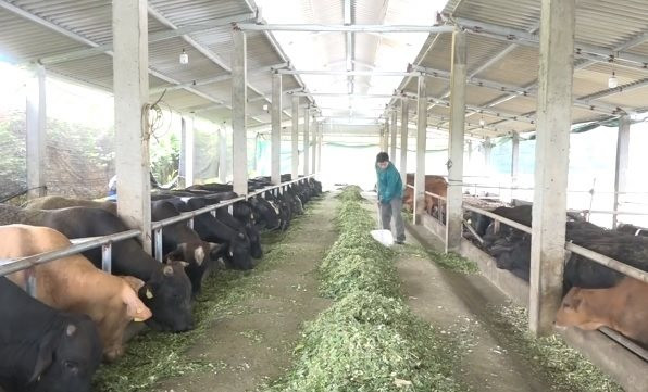 Phú Thọ: Phát triển kinh tế từ mô hình chăn nuôi tập trung