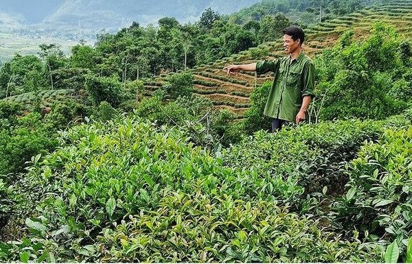 Lai Châu chú trọng đầu tư phát triển cây chè