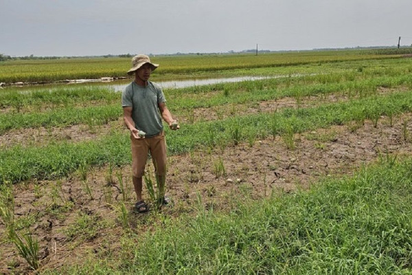 Tiếp bài hơn 170 ha lúa chết bất thường ở Thái Bình: Kinh phí cải tạo đất có khác “muối bỏ biển”?