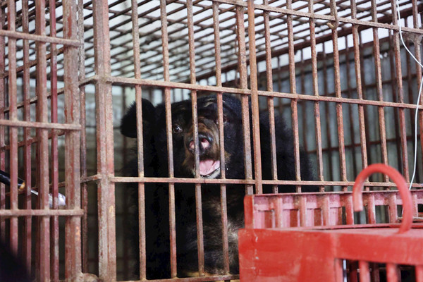 Vườn Quốc gia Bạch Mã đón 2 cá thể gấu đầu tiên
