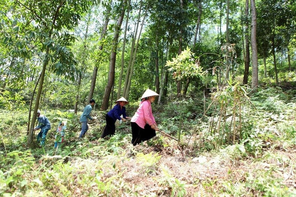 Lai Châu: Thực hiện chi trả dịch vụ môi trường rừng