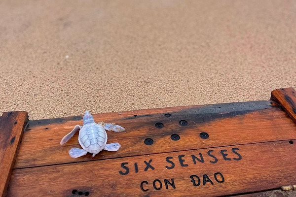 Rùa biển bạch tạng xuất hiện tại Six Senses - điều kỳ diệu ở Côn Đảo