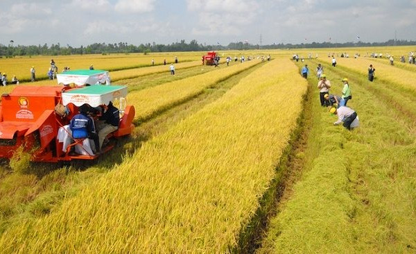 Nam Định: Nông dân huyện Hải Hậu thi đua sản xuất giỏi, vươn lên làm giàu