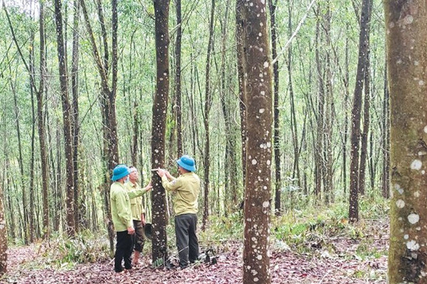 Bắc Giang: Phấn đấu đến năm 2025 có khoảng từ 16 nghìn ha rừng trồng gỗ lớn